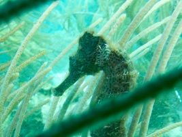 Long Snout Seahorse IMG 5915